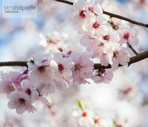 Blühender Kirschbaum Frühlingsstimmung  geringe Schärfentiefe