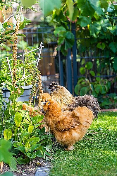 Silkie Hühner und Hahn auf der Suche nach Futter im Garten. Silkie Rassegeflügel mit flauschigem und schwarzem Leder. Bild mit selektivem Fokus