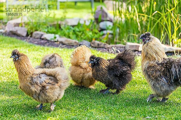 Silkie Hühner und Hahn auf der Suche nach Futter im Garten. Silkie Rassegeflügel mit flauschigem und schwarzem Leder. Bild mit selektivem Fokus