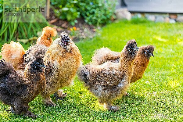 Silkie Hühner und Hahn auf der Suche nach Futter im Garten. Silkie Rassegeflügel mit flauschigem und schwarzem Leder. Bild mit selektivem Fokus