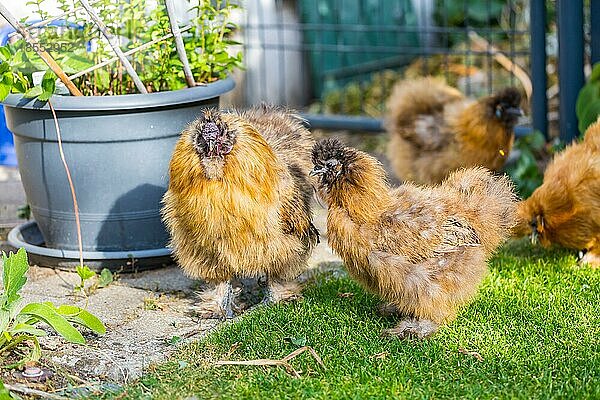 Silkie Hühner und Hahn auf der Suche nach Futter im Garten. Silkie Rassegeflügel mit flauschigem und schwarzem Leder. Bild mit selektivem Fokus