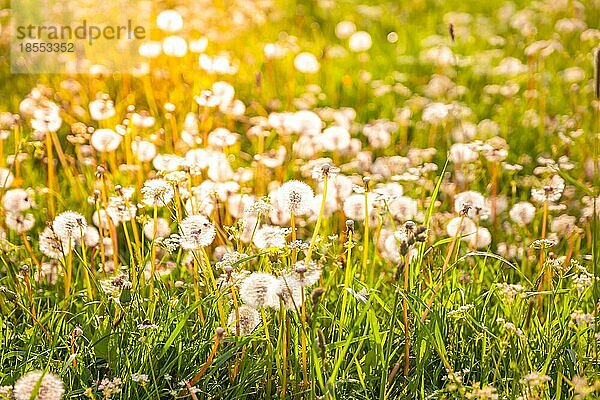 Sommerwiese mit Löwenzahn in schönem Sonnenuntergangslicht  Weichzeichner