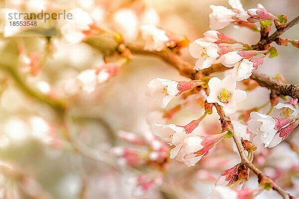 Frühling Hintergrund. Blühender Zweig mit kleinen rosa und weißen Blüten im Sonnenlicht