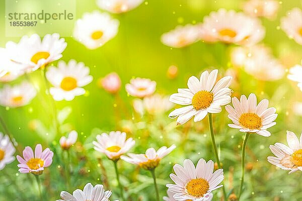 Heller Sommerhintergrund mit weißen Gänseblümchen. Frühling oder Sommer Naturszene mit blühenden weißen Gänseblümchen in Sonne Blendung. Weichzeichner