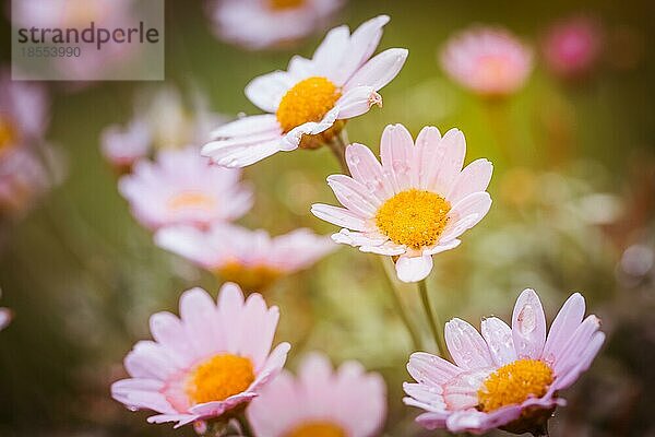 Heller Sommerhintergrund mit rosa Gänseblümchen. Frühling oder Sommer Naturszene mit blühenden rosa Gänseblümchen in Sonne Blendung. Weichzeichner