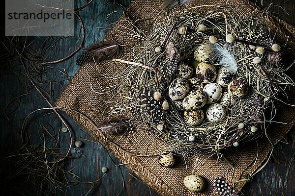 Nest mit Wachteleiern für Ostern und blühenden Zweigen auf schwarzem Hintergrund