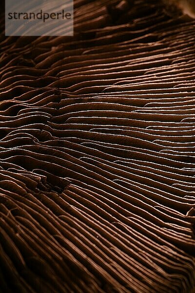 Detail eines rohen Portobello Pilzes. Makro  selektiver Fokus
