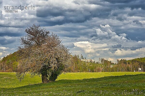 blühender wilder Apfelbaum Harzlandschaft