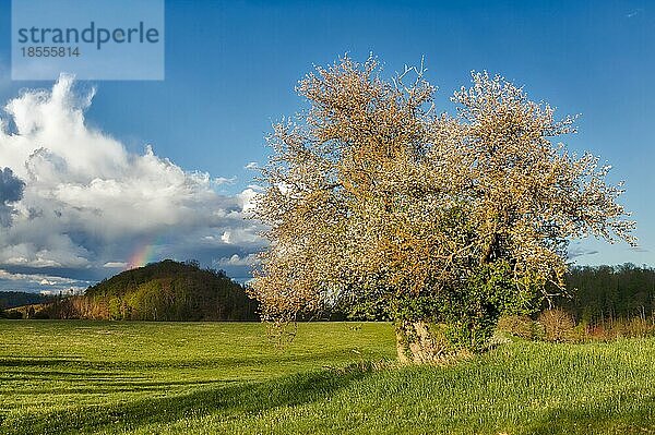 Selketal harz einzel stehender wilder Apfelbaum mit Regenbogen