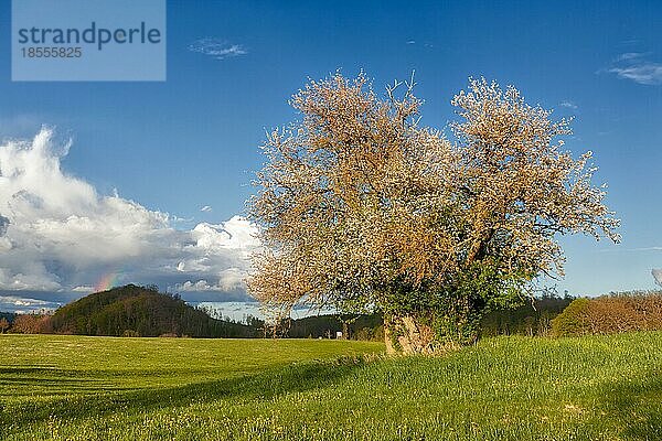 Selketal harz einzel stehender wilder Apfelbaum mit Regenbogen