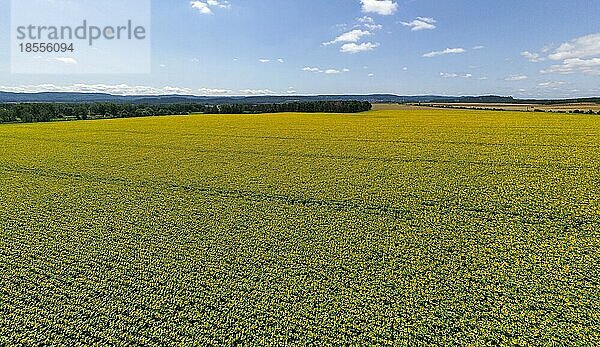 blühendes Sonnenblumenfeld aus der luft