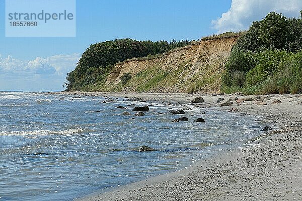 Abriebküste der Ostsee bei Grömitz  Deutschland  Europa