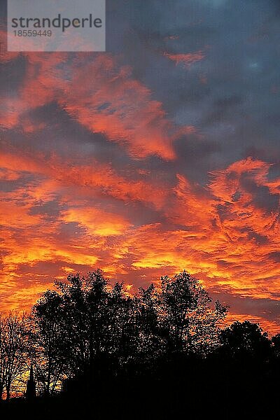 Dramatischer flammender Himmel mit orangefarbenen Wolken und silhouettierten Bäumen bei Sonnenaufgang  vertikaler Hintergrund mit Kopierraum