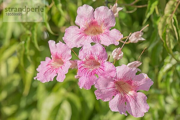 Rosa Trompetenwein in voller Blüte