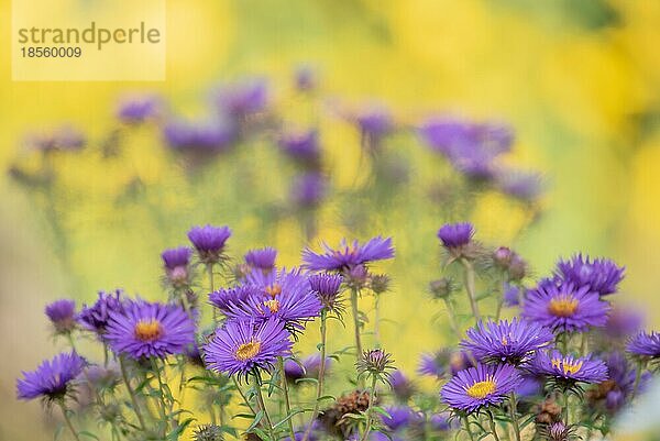 Buschige Herbst-Aster