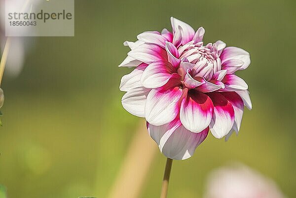 Dahlie in voller Blütenpracht