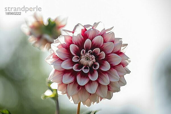 Photosynthese der Dahlie 'Lavendel Perfection'