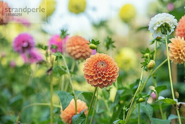 Mongolische Schönaster Blüte im Spätsommer