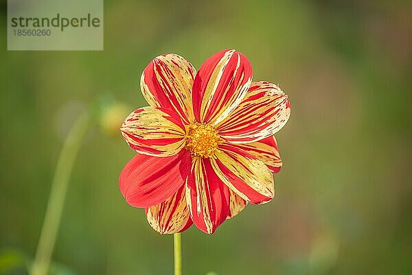 Gelb-Rote Scharlach Dahlie