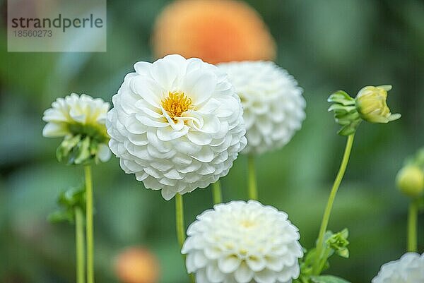 Ball Dahlie Blüten im Spätsommer