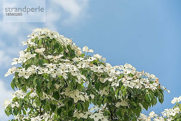 Asiatischer blühender Blüten Hartriegel