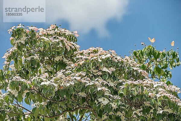 Asiatischer blühender Blüten Hartriegel