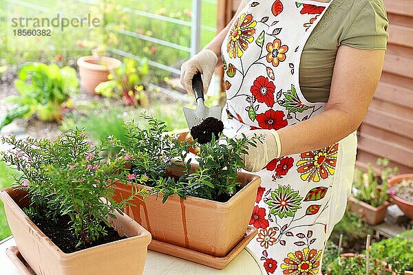 Ältere Frau pflanzt Blumen um  damit sie besser wachsen