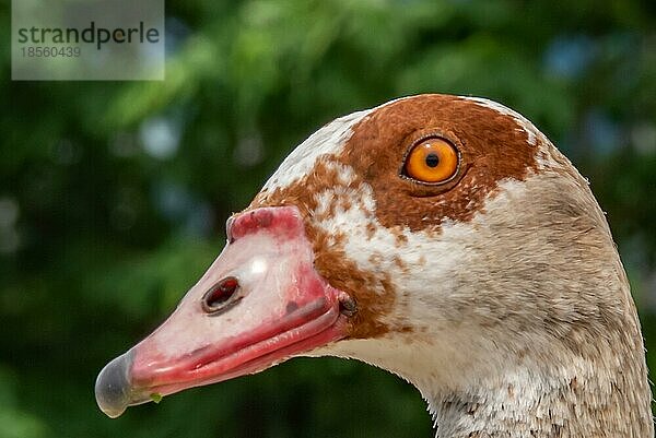 Nilgans Gans Porträt