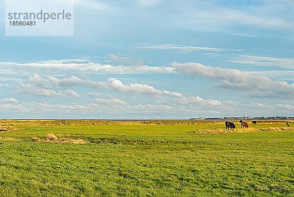 Landwirtschaft auf der Nordseeinsel Sylt