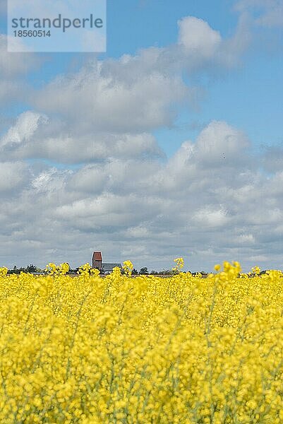 Rapsfeld Blüte in Schleswig Holstein