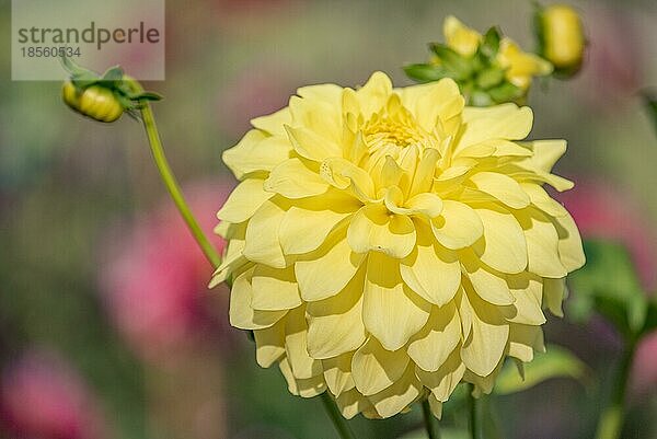 Gelbe Ball Dahlie in voller Blüte