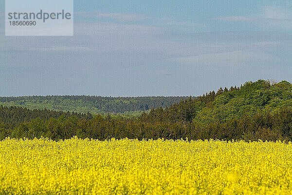 Wald mit Rapsfeld