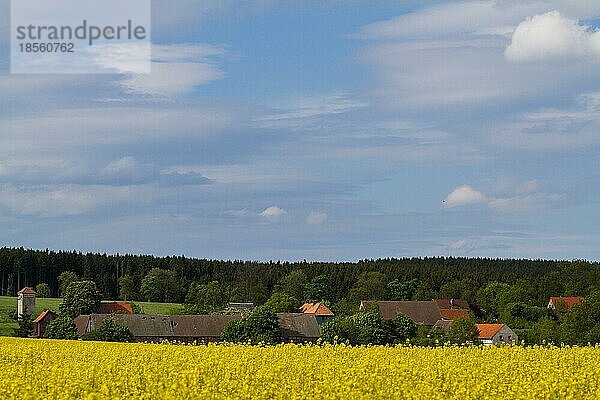 Bärenrode im Harz Dorf und Rapsfeld