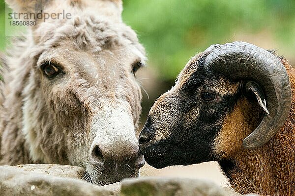 Tierfreundschaften Mufflon und Esel