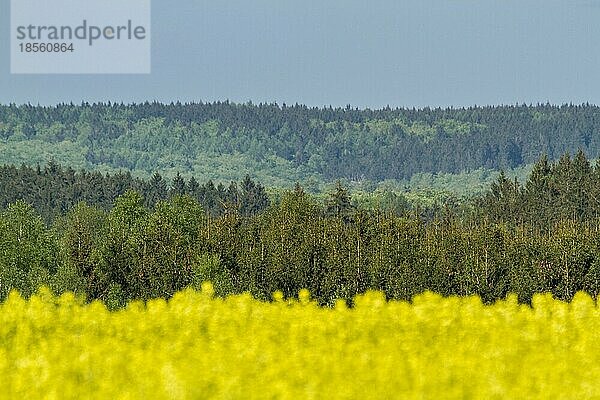 Wald mit Rapsfeld