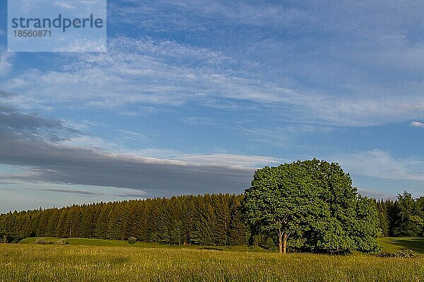 Harzlandschaft Wiese und Wald