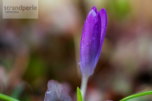 Crocus Frühlingsboten