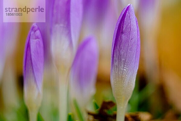 Crocus Frühlingsboten