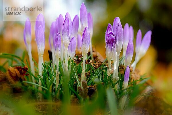 Crocus Frühlingsboten