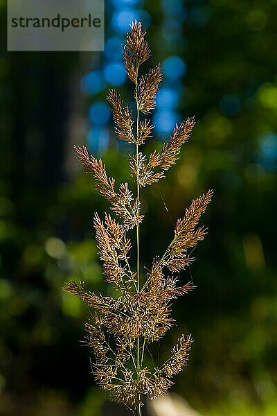 Grashalm im Abendlicht