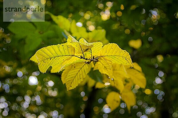 Zweig Laubfärbung im Herbst