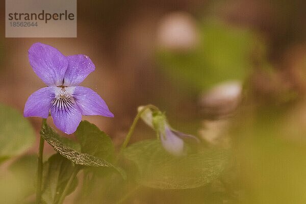 Nahaufnahme Blüte Blume im Wald