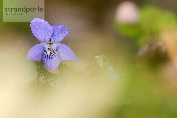 Nahaufnahme Blüte Blume im Wald