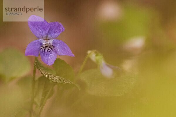 Nahaufnahme Blüte Blume im Wald