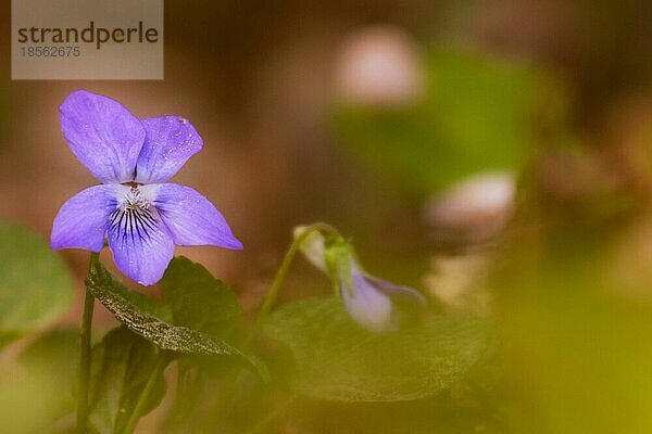 Nahaufnahme Blüte Blume im Wald