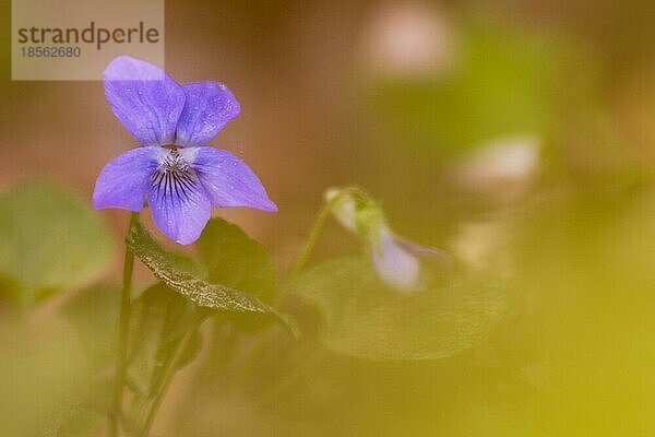 Nahaufnahme Blüte Blume im Wald