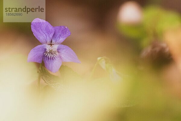 Nahaufnahme Blüte Blume im Wald