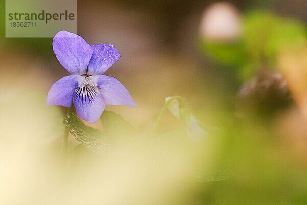 Nahaufnahme Blüte Blume im Wald