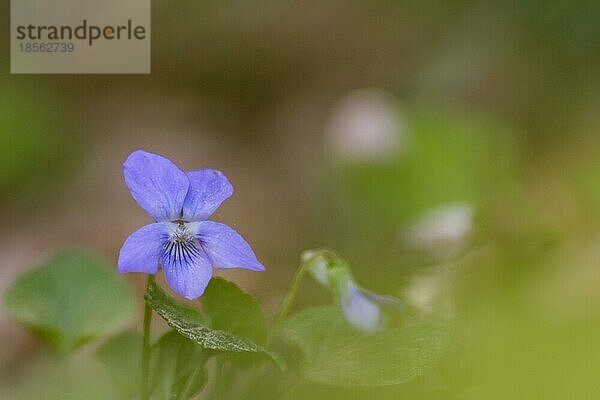 Nahaufnahme Blüte Blume im Wald