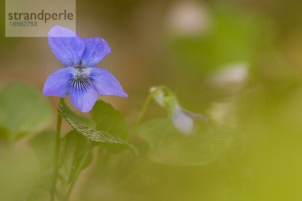 Nahaufnahme Blüte Blume im Wald